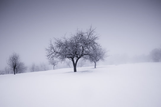 minimal winter landscape with tree and snow