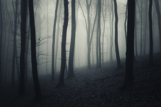 dark forest Halloween background