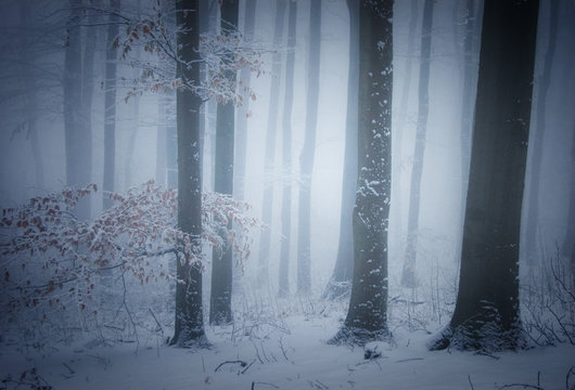 Fototapeta winter in forest landscape