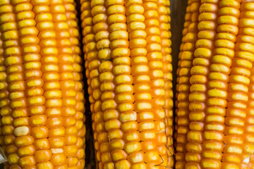 Yellow corn on the cob