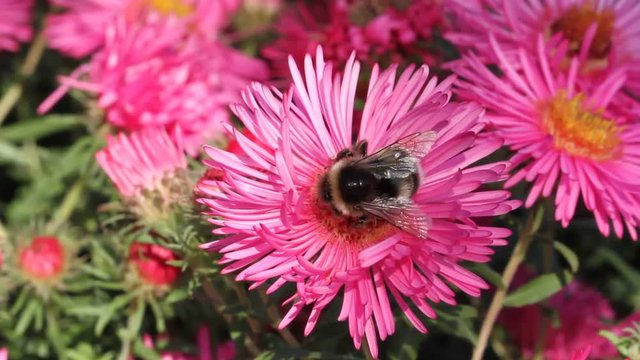 Large earth bumblebee on an aster flower