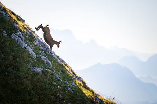 Side view of a Chamois goat running down a mountain, Austrian Alps, Salzburg, Austria