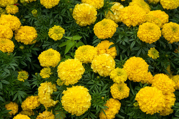 yellow flowers with leaves