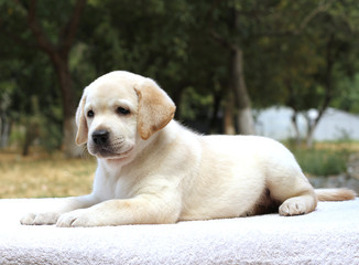 little labrador puppy on the white background