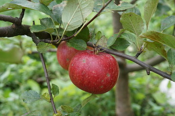 apple