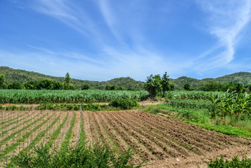 Fototapeta na wymiar Agricolture farmland