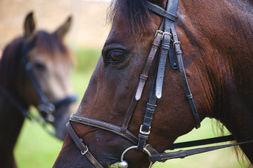 Close-up of the eye of a brown horse in a meadow with another horse background