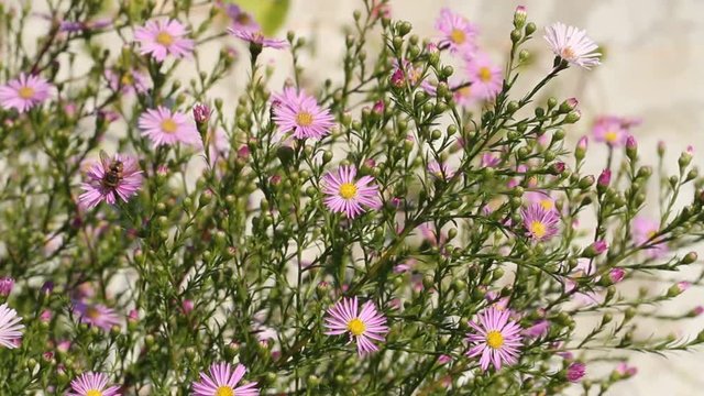 Flowering asters in a garden