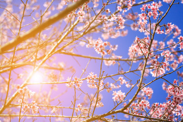 Wild Himalayan Cherry