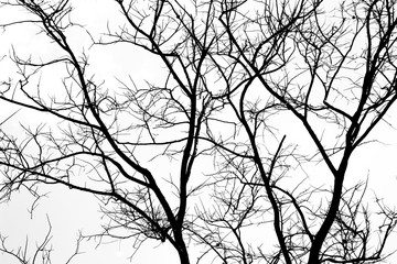 Tree with no leaves