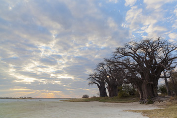 Clouds and sunset at Baines baobabs