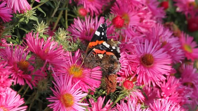 Red Admiral (Vanessa atalanta) sucks on the blossoms of asters