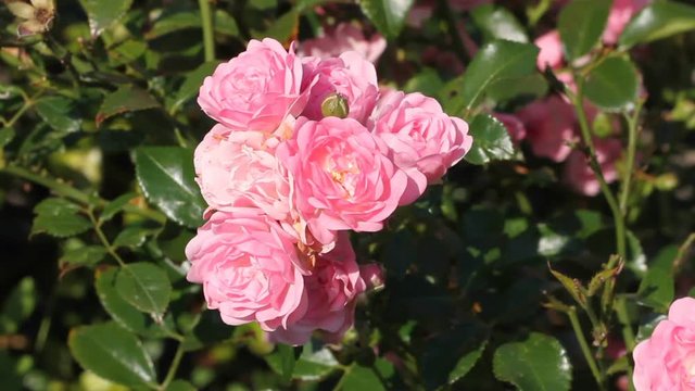 Rose blossoms in a garden