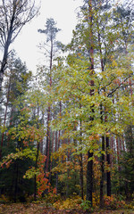 Autumn: Tall oaks in the Puszcza Romincka, Poland