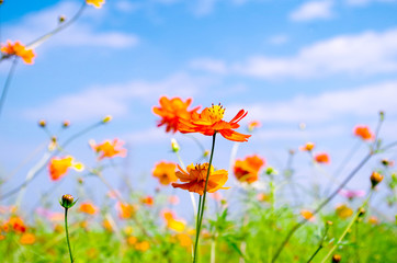 秋晴れのコスモス畑