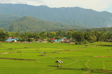 Fototapeta na wymiar rice fields, mountains, sky soft and blur
