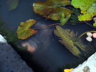 hiding from big eye fish under green leaf in the water