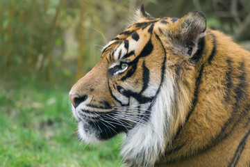 Fototapeta na wymiar Tiger im Seitenprofil in ruhiger Stimmung
