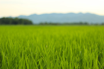 Obraz na płótnie Canvas rice fields, mountains, sky soft and blur