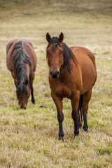 Obraz premium Horse stands in pasture.