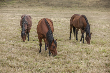 Fototapeta premium Three horses in pasture.