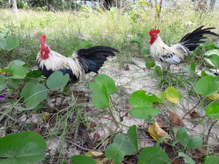 Bantam Animal