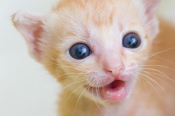 Feeding orphaned kitten with milk replacer