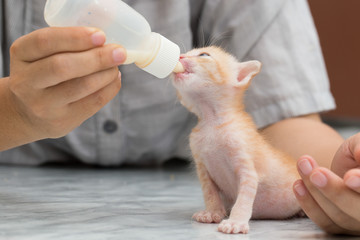 Feeding orphaned kitten with milk replacer