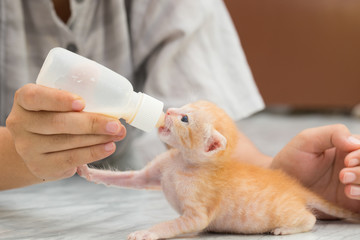 Feeding orphaned kitten with milk replacer
