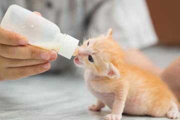 Feeding orphaned kitten with milk replacer