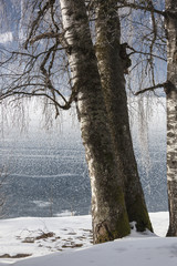 Three birches on the coast of frozen Zeller lake, Zell am See, Austria