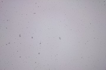 Snowfall on cloudy gray sky, natural photography