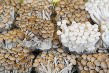 shimeji mushroom      