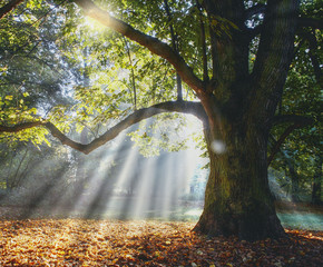 Solitary ancient oak with awesome sunbeams - obrazy, fototapety, plakaty