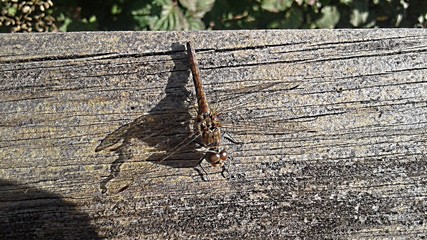 Sympetrum