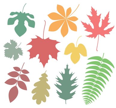 Leaf Icon. Autumn