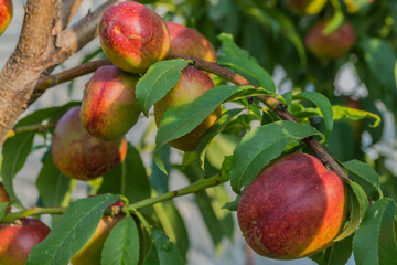 peach growing on a tree