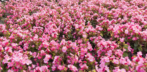 Pink summer flower fields. Floral blur background