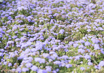 Blue summer flower fields. Floral blur background