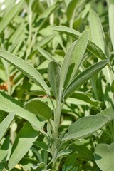 Green fresh leaves of salvia