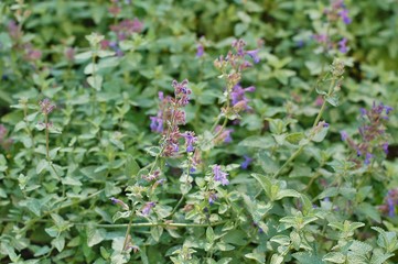 Plants of herb mint with flowers
