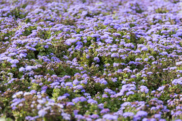 Obraz premium Blue summer flower fields. Floral blur background