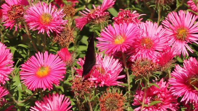 European peacock on astern flowers in a garden