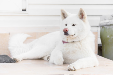 Portrait of a big white fluffy dog