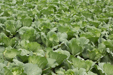 Garden cabbage Thailand