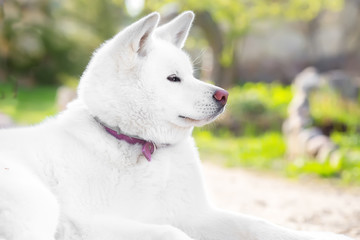 Portrait of large white fluffy dog. Profile
