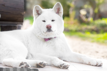 Naklejka na ściany i meble beautiful dog Portrait Akita ina , hachi
