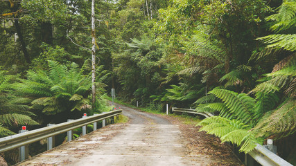 Route à travers la forêt tropicale à Victoria - Australie