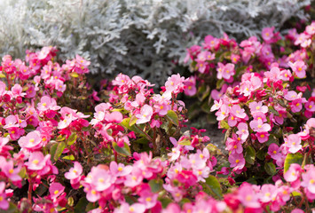 Obraz premium Cineraria maritima silver dust and pink flowers. Soft Focus Dusty Miller Plant. Background Texture