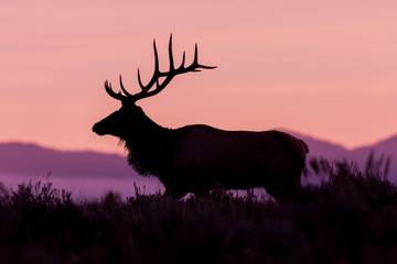 Bull Elk Silhouetted at Sunrise